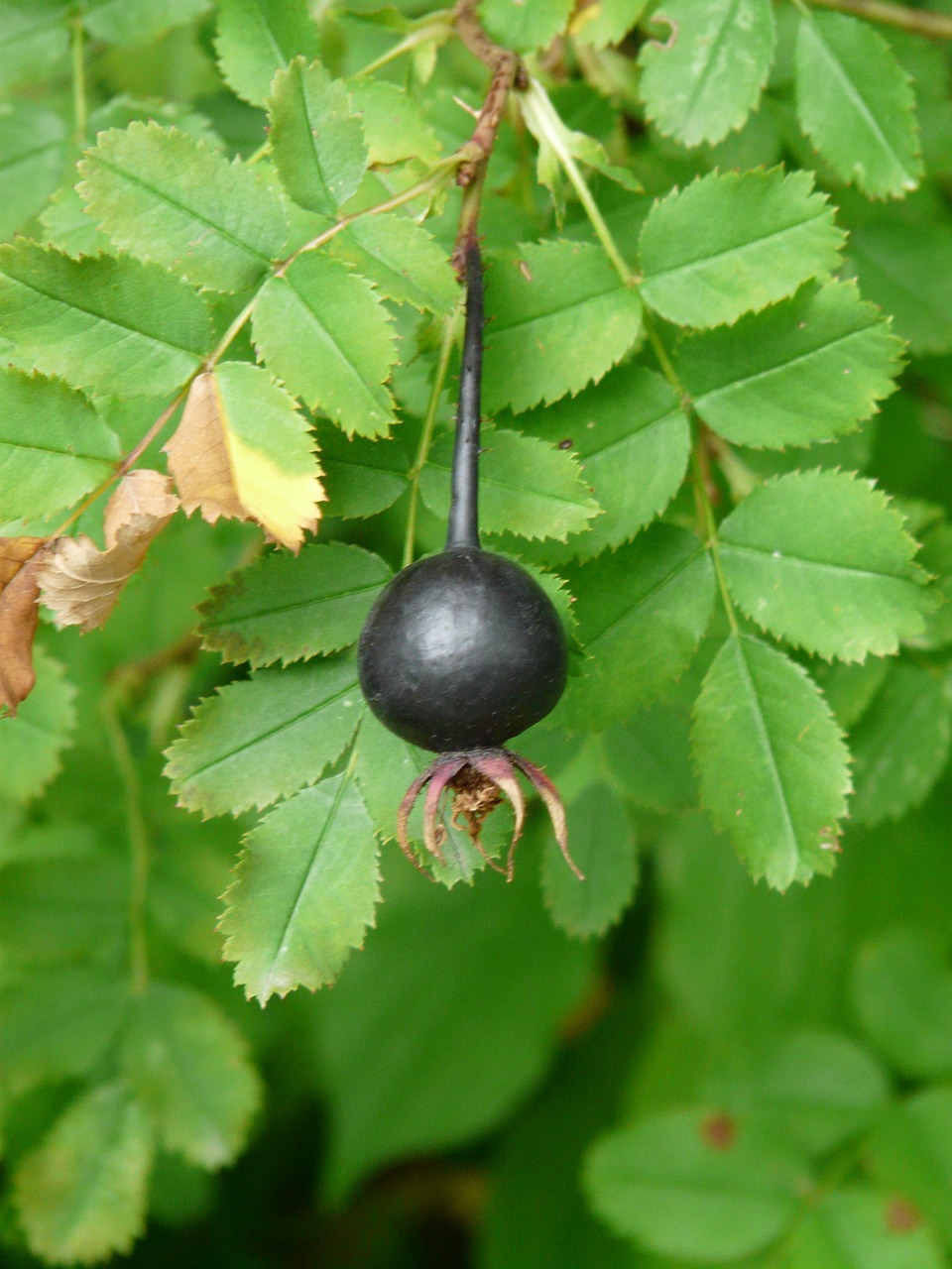 Rosa Pimpinellifolia, Rožinė Hip Vaisiai, Juoda, Rosa Spinosissima, Kopos Pakilo, Dygliuota Rožė, Roko Rožė, Kultūrinė Įvairovė, Laukinis Pobūdis, Smailas Rožė