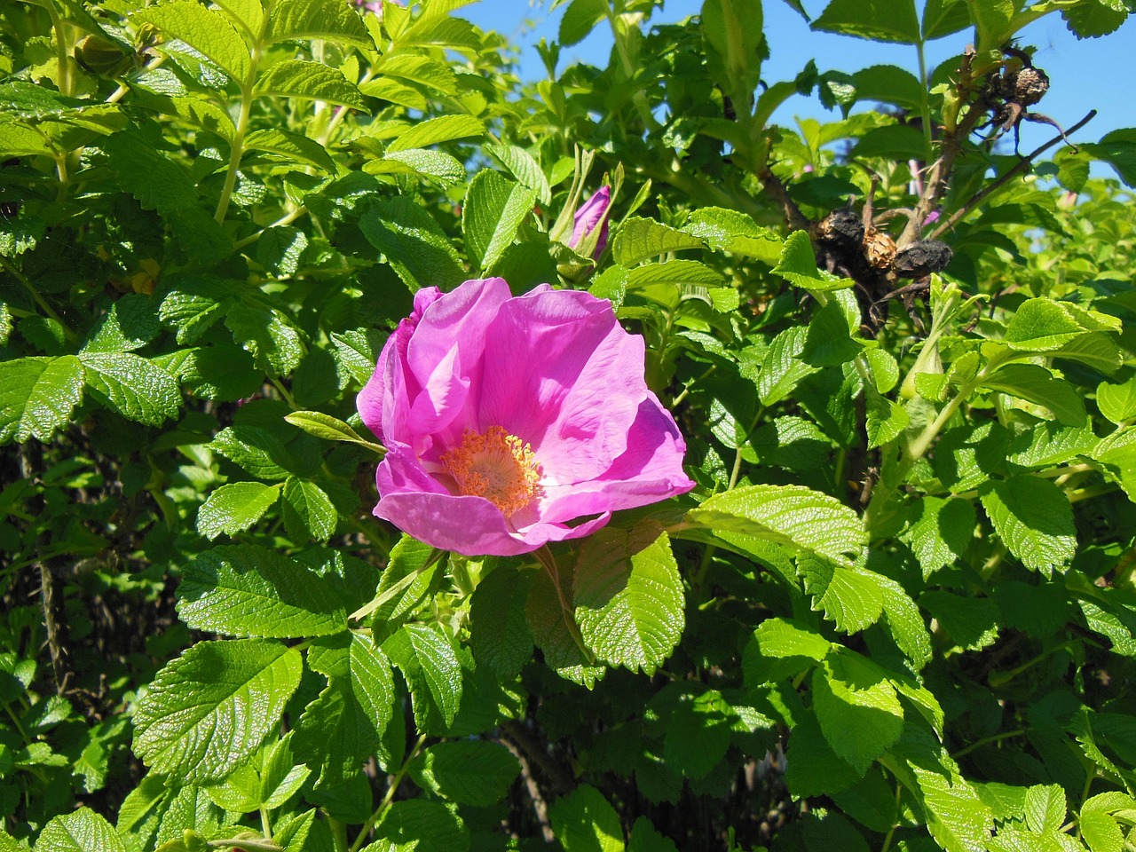 Rosa Rugosa, Gėlės, Krūmas, Tvirtas, Hardy, Krūminis Krūmas, Aštrus, Budas, Augalai, Krūmai