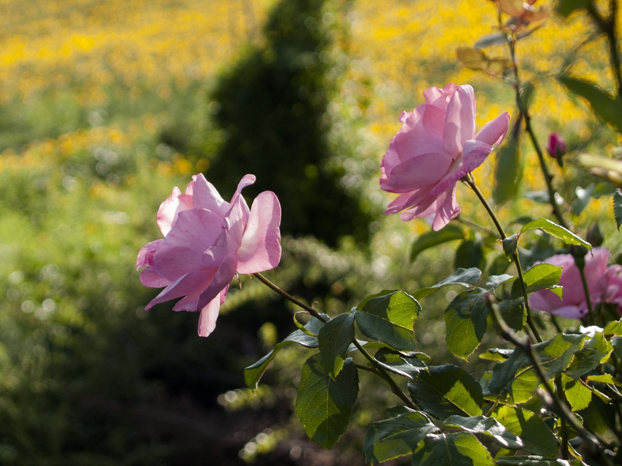 Rožė, Rosa, Gėlės, Žiedlapiai, Žydėjo, Augalai, Žydėti, Pavasaris, Gamta, Rožinė Gėlė