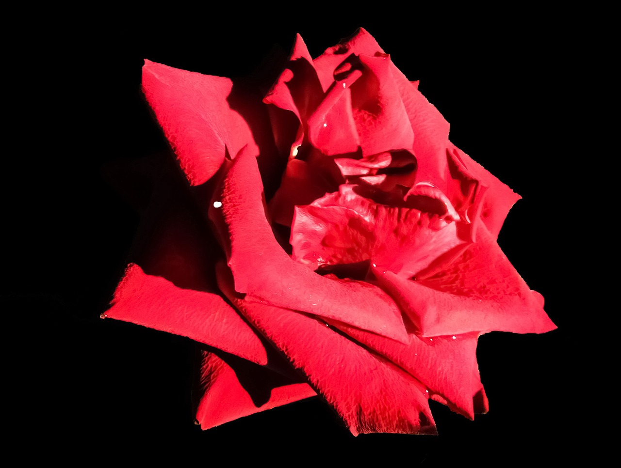 Rožė, Gėlė, Rožinis, Romantiškas, Nemokamos Nuotraukos,  Nemokama Licenzija