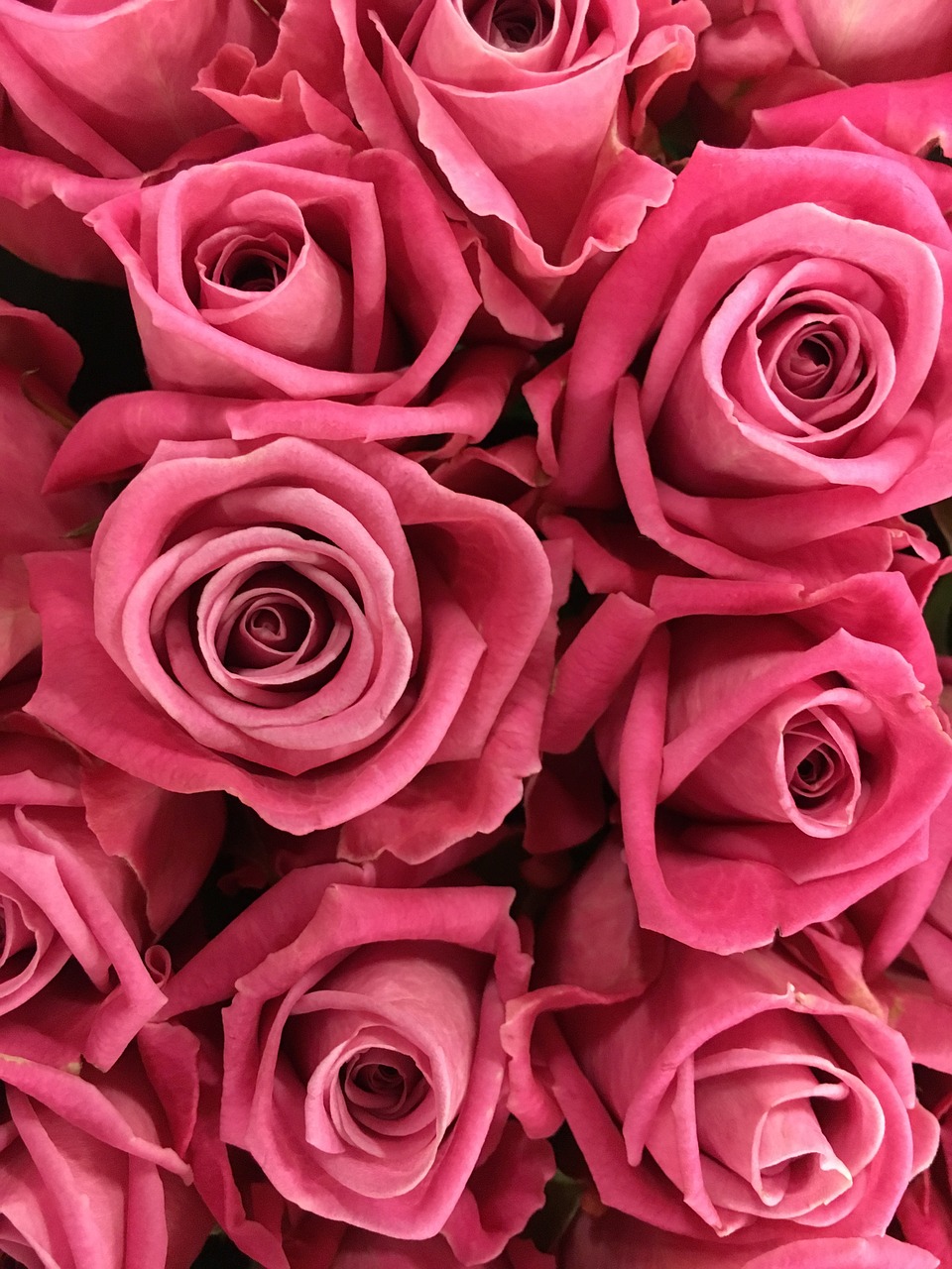 Rožė, Gėlė, Rožinė Rožė, Gėlės, Raudona, Gamta, Aqua, Romantiškas, Valentine, Meilė