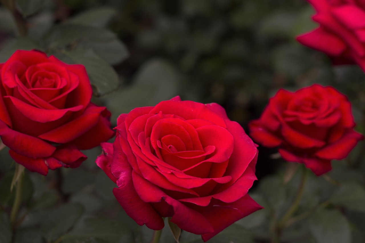 Rožė, Raudona, Gyvas, Gėlė, Raudonos Rožės, Meilė, Romantika, Dovanos, Valentine, Romantiškas