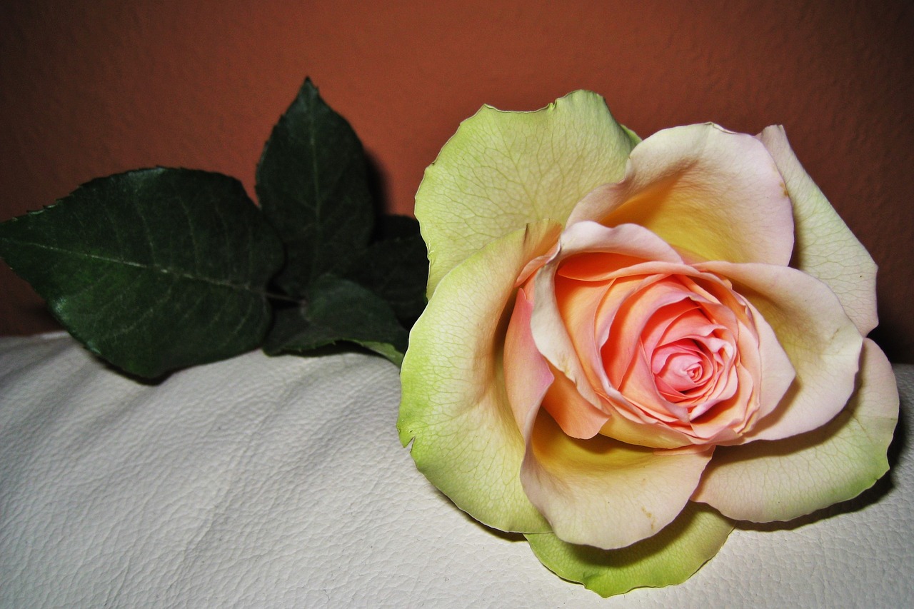 Rožė, Valentino Diena, Meilės Gėlė, Žiedas, Žydėti, Gėlė, Romantika, Vestuvės, Romantiškas, Meilė
