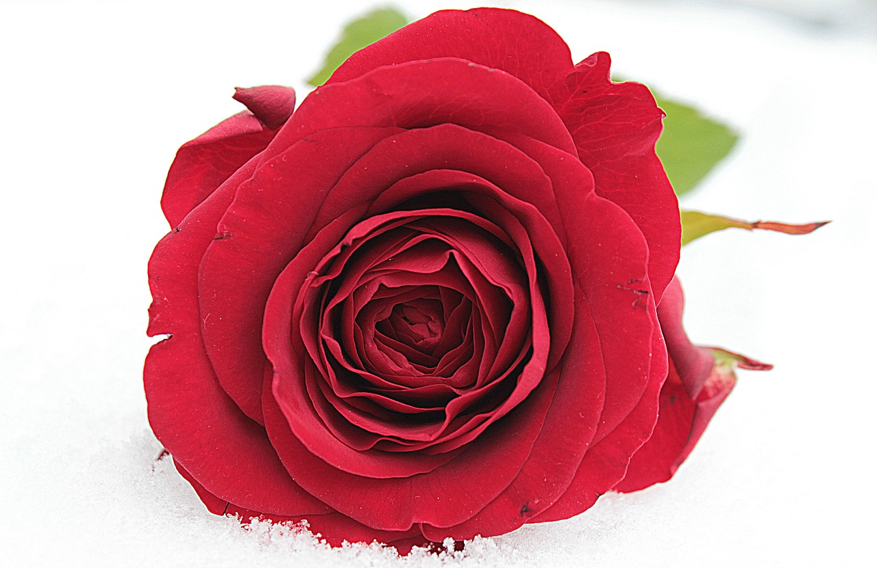 Rožė, Raudona, Gėlė, Žiedas, Žydėti, Rožių Žydėjimas, Meilė, Valentino Diena, Romantiškas, Paskutinis Sveikinimas