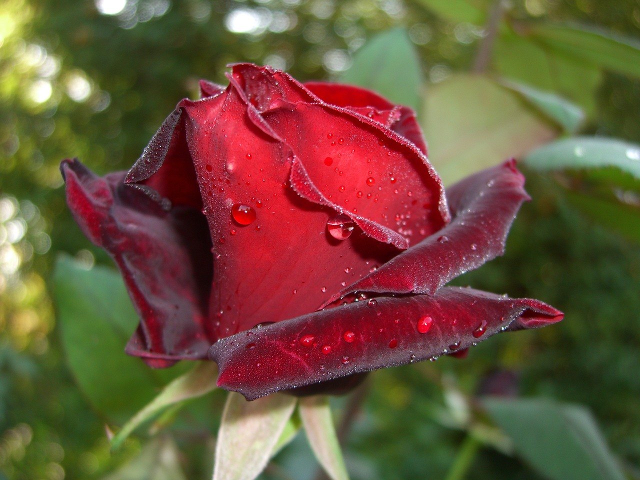 Rožė, Raudona, Puodą, Floribunda, Gėlė, Augalas, Žiedas, Žydėti, Rasos Rasos, Lašas Vandens