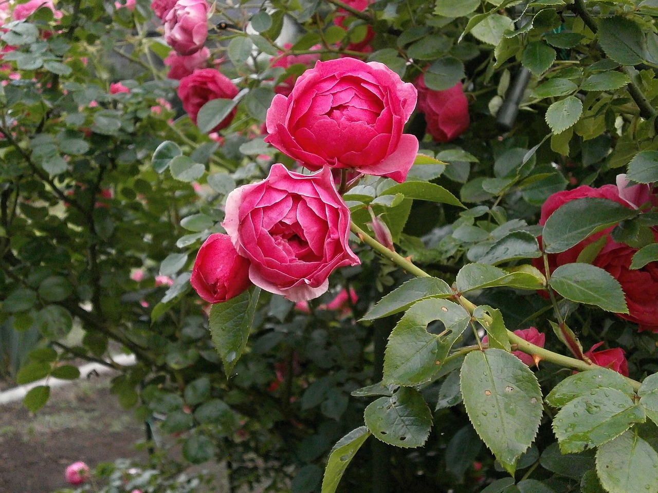 Rožė, Miniatiūrinės Rožės, Rožinė Gėlė, Rožių Sodas, Nemokamos Nuotraukos,  Nemokama Licenzija