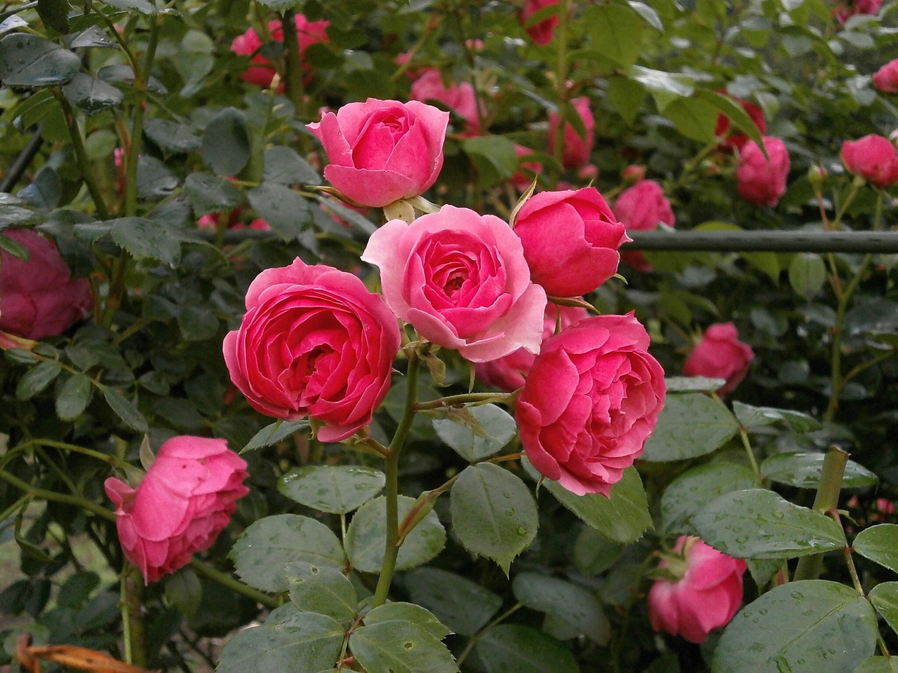 Rožė, Miniatiūrinės Rožės, Rožinė Gėlė, Rožių Sodas, Nemokamos Nuotraukos,  Nemokama Licenzija