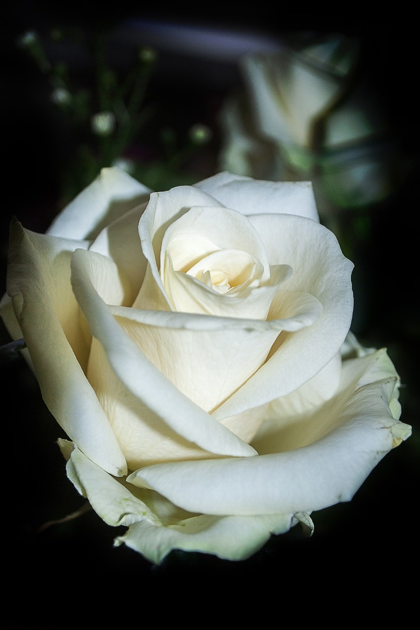 Rožė, Gėlė, Balta, Nemokamos Nuotraukos,  Nemokama Licenzija