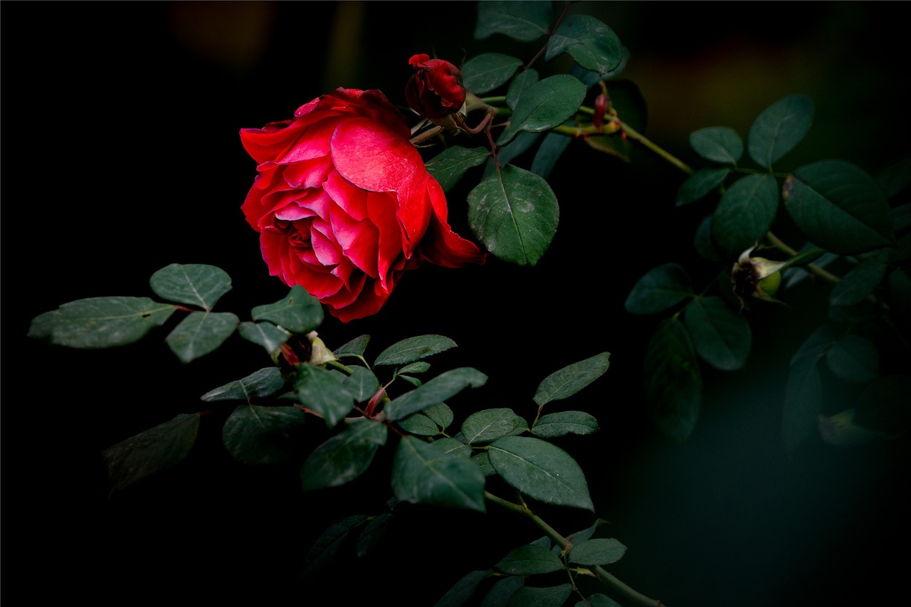 Rožė, Raudona, Tamsi, Raudoni Žiedlapiai, Nemokamos Nuotraukos,  Nemokama Licenzija