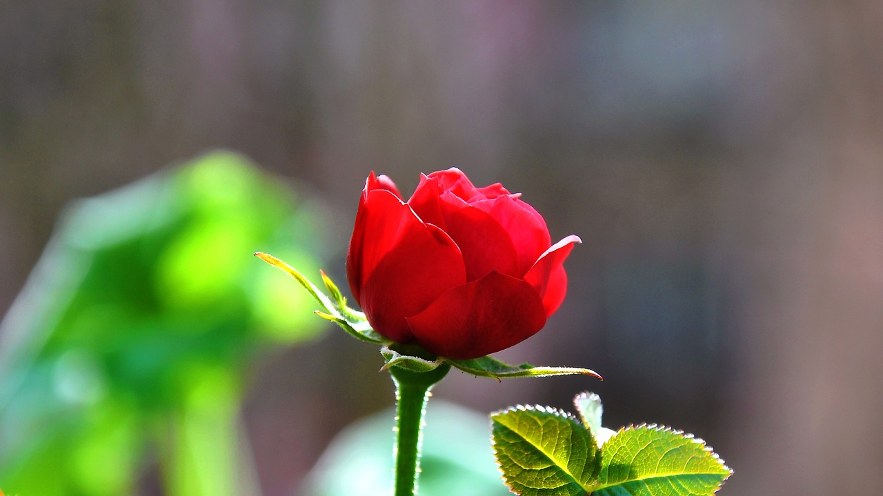 Rožė, Raudona, Rožių Žydėjimas, Gėlė, Nemokamos Nuotraukos,  Nemokama Licenzija