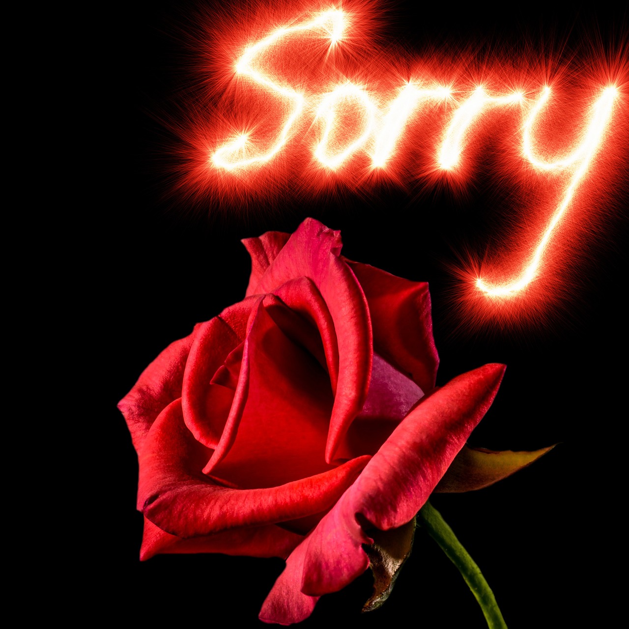 Rožė, Fonas, Atsiprašau, Raudona Roze, Atsiprašau, Atsiprasau, Meilė, Apgailestauju, Atleisti, Skyrybų