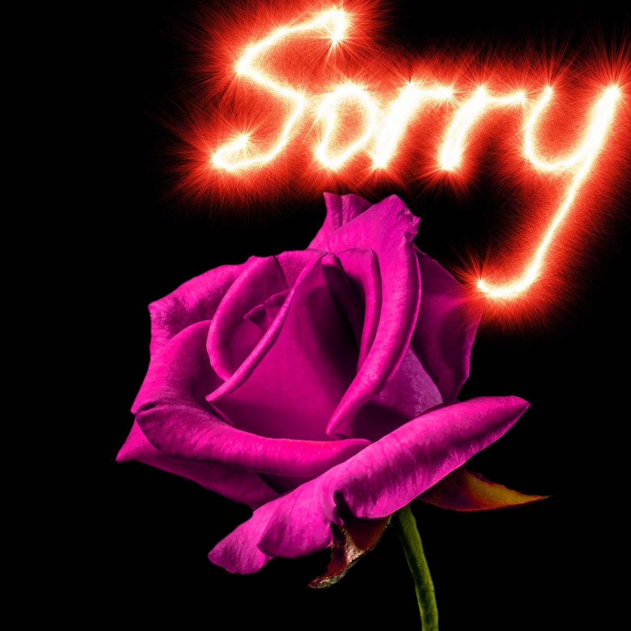 Rožė, Fonas, Atsiprašau, Violetinė Rožė, Atsiprašau, Atsiprasau, Meilė, Apgailestauju, Atleisti, Skyrybų