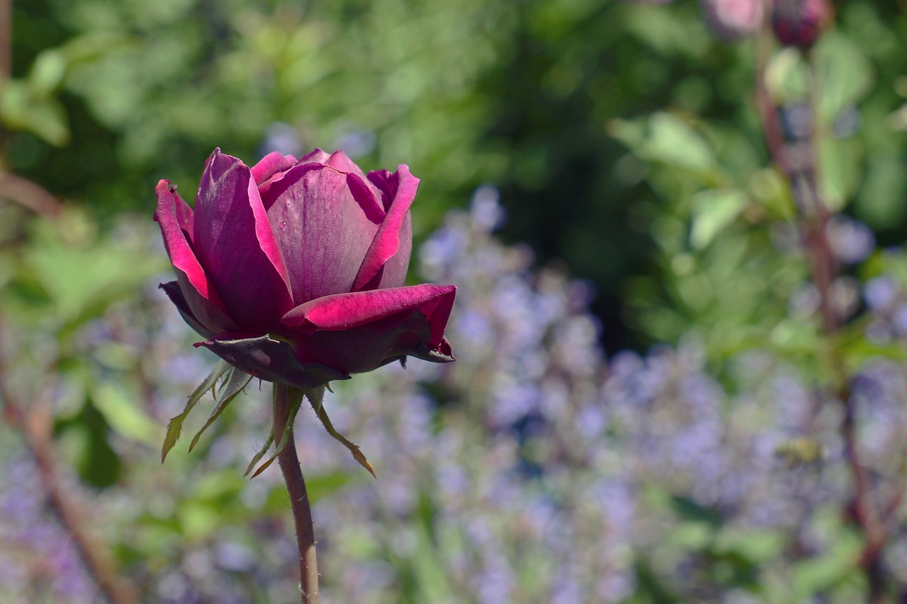 Rožė, Rosebud, Budas, Violetinė, Žiedas, Žydėti, Gražus, Išaugo Žydėti, Sodas, Gėlė