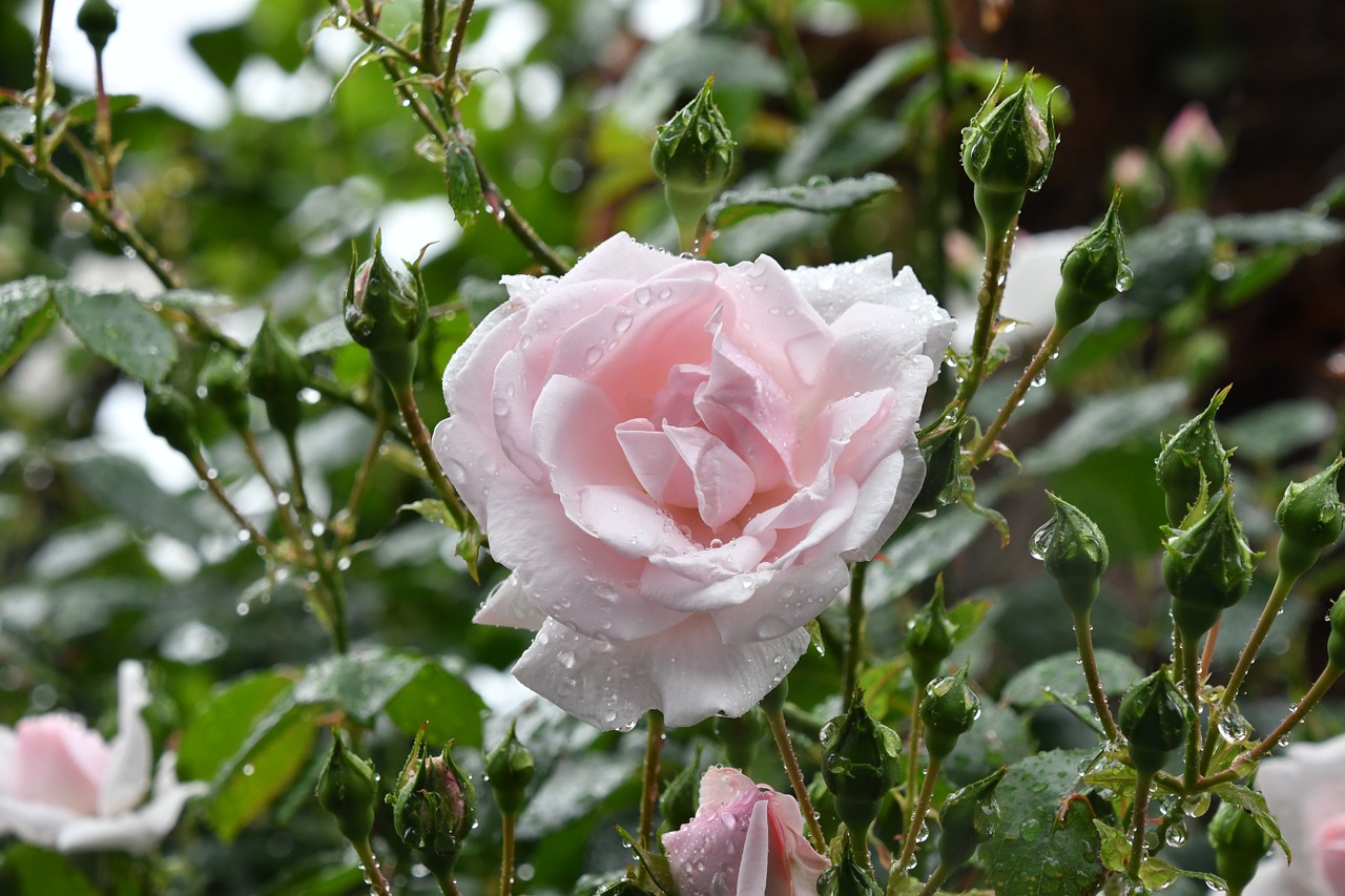 Rožė, Lietus Tokyo Rausva, Nemokamos Nuotraukos,  Nemokama Licenzija