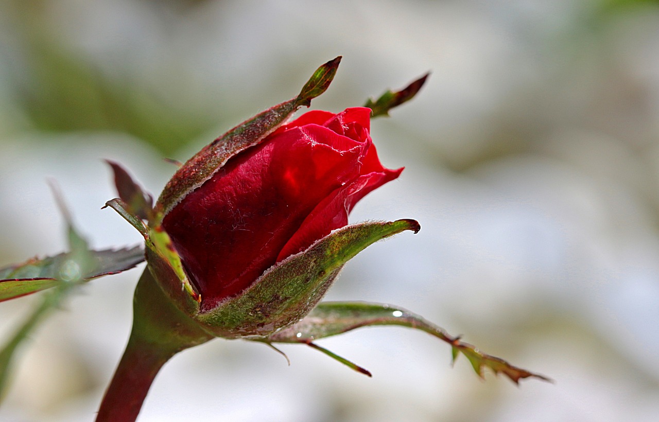 Rožė, Rosebud, Budas, Raudona, Išaugo Žydėti, Augalas, Grožis, Kvapas, Pabudimas, Sodo Rožė