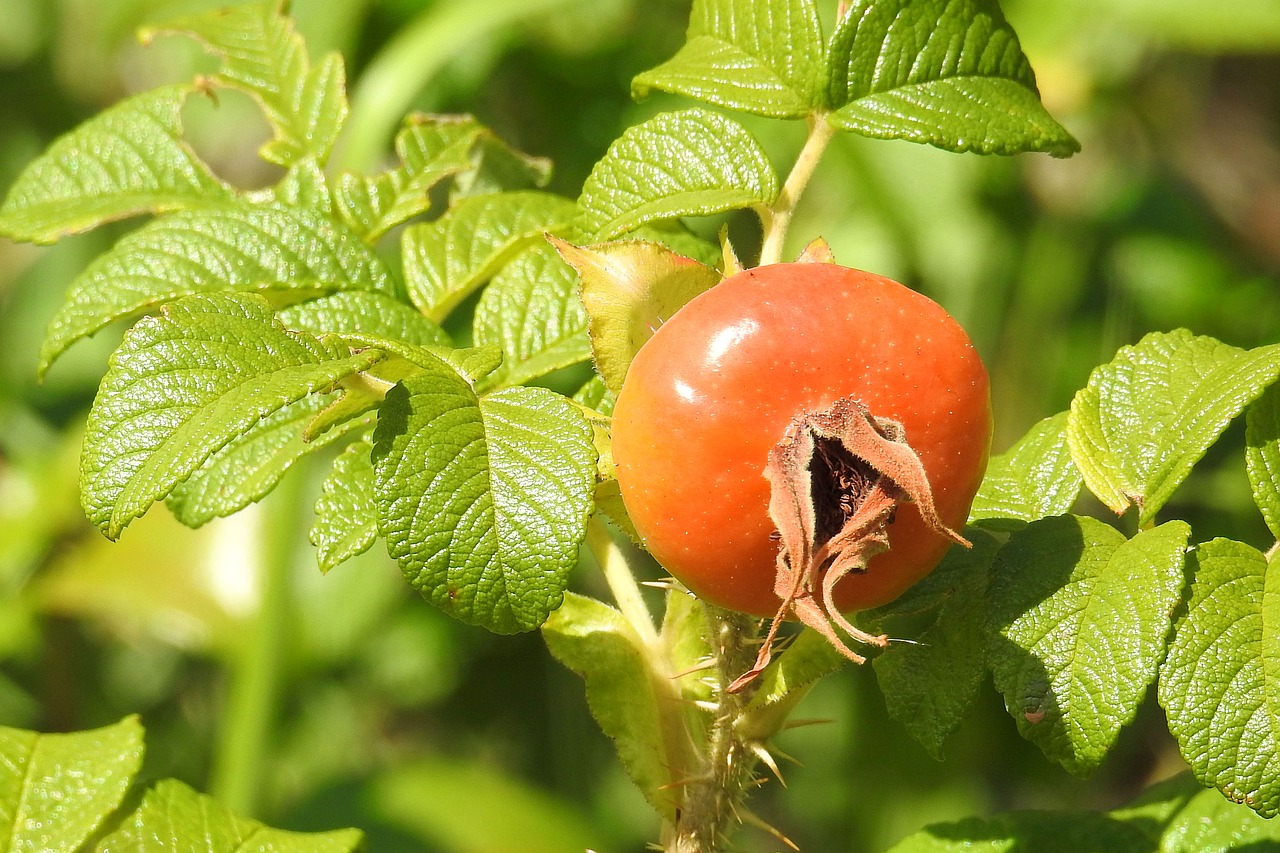 Rožė, Bulvių Rožė, Vaisiai, Raudona, Krūmas, Vasara, Nemokamos Nuotraukos,  Nemokama Licenzija