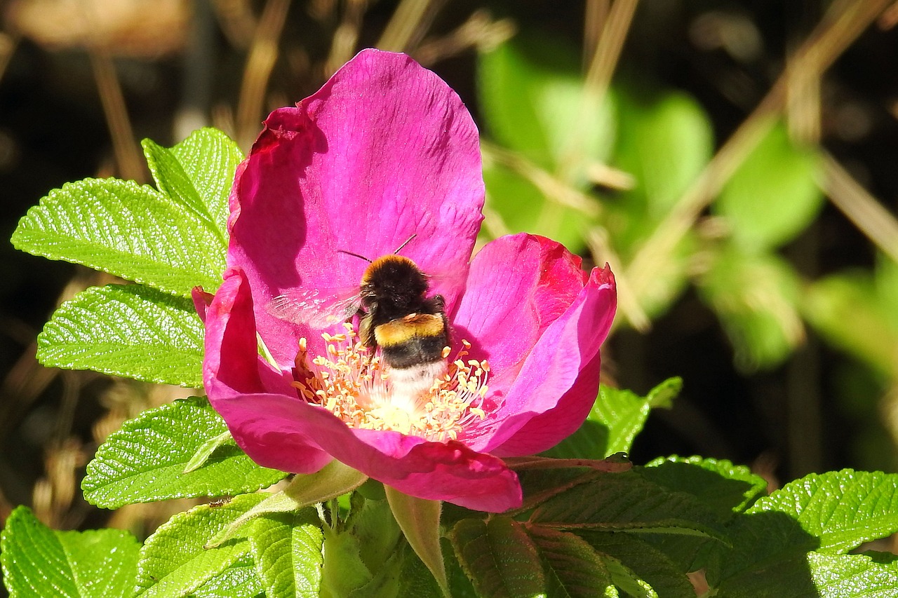 Rožė, Bulvių Rožė, Hummel, Vabzdys, Žiedas, Žydėti, Raudonas Žiedas, Krūmas, Vasara, Nemokamos Nuotraukos