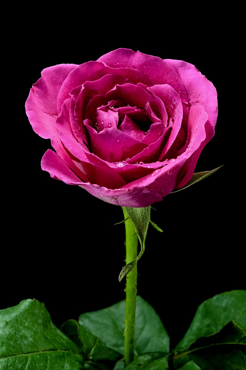 Rožė, Pinkrose, Gėlės, Rožinis, Violetinė, Nemokamos Nuotraukos,  Nemokama Licenzija