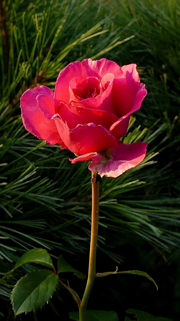 Rožė, Raudona Roze, Gėlė, Rožių Žydėjimas, Gamta, Sodo Rožė, Žiedas, Žydėti, Raudona, Nemokamos Nuotraukos