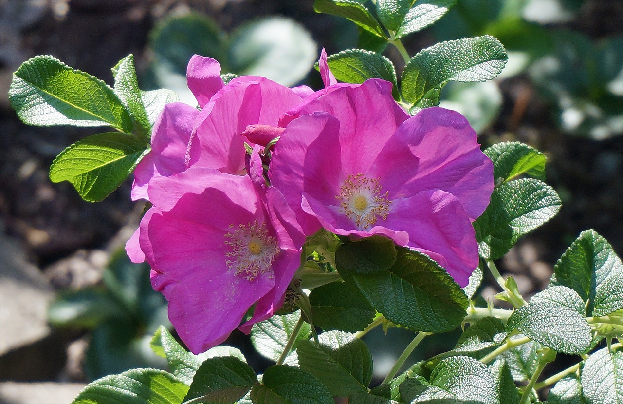 Rožė, Rugosa Augo Su Pumpurais, Budas, Gėlė, Žiedas, Žydėti, Lapai, Sodas, Gamta, Augalas