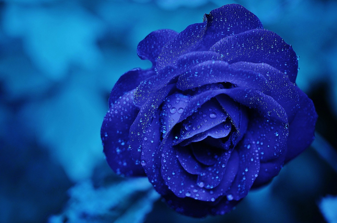 Rožė, Mėlynas, Gėlė, Rožių Žydėjimas, Rožės, Meilė, Burgundija, Fonas, Violetinė, Gamta
