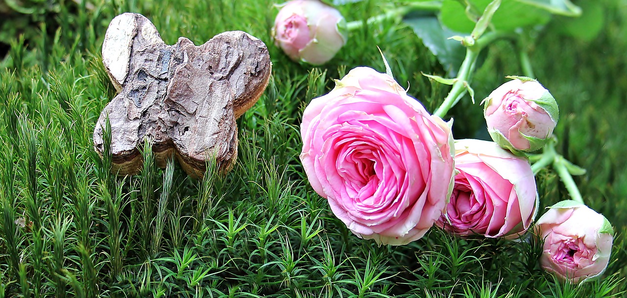 Rožė, Bush Röschen, Samanos, Rožinė Rožė, Krūmo Gėlių Rausvos Spalvos, Gėlės, Budas, Gamta, Rožinis, Žalias