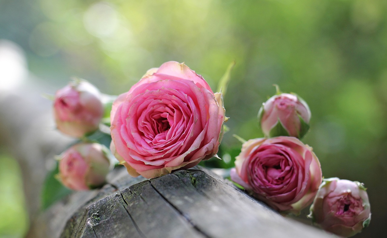 Rožė, Bush Röschen, Rožinė Rožė, Krūmo Gėlių Rausvos Spalvos, Gėlės, Budas, Gamta, Rožinis, Žalias, Saulės Šviesa