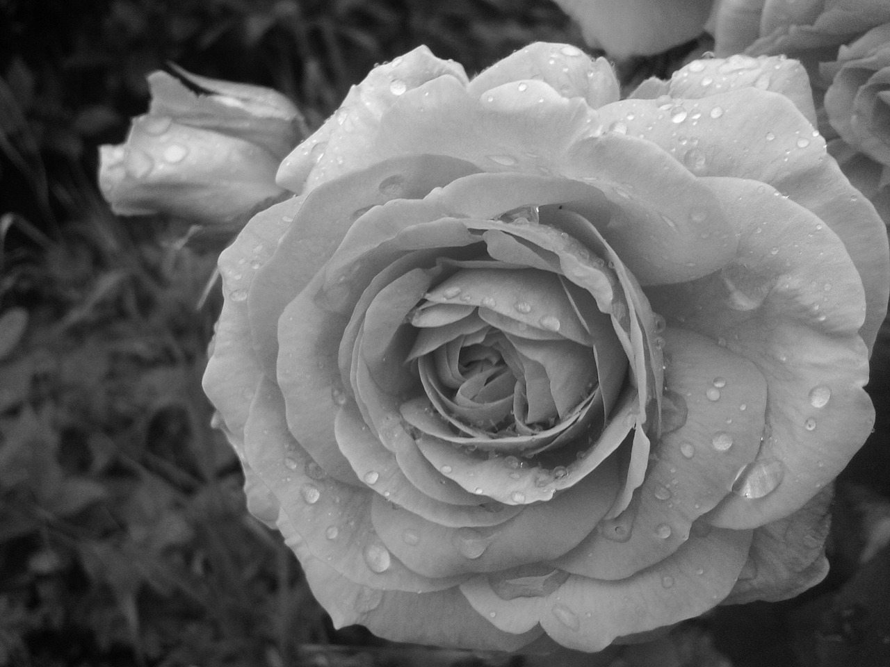Rožė, Juoda Ir Balta, Gėlė, Žiedlapiai, Nemokamos Nuotraukos,  Nemokama Licenzija