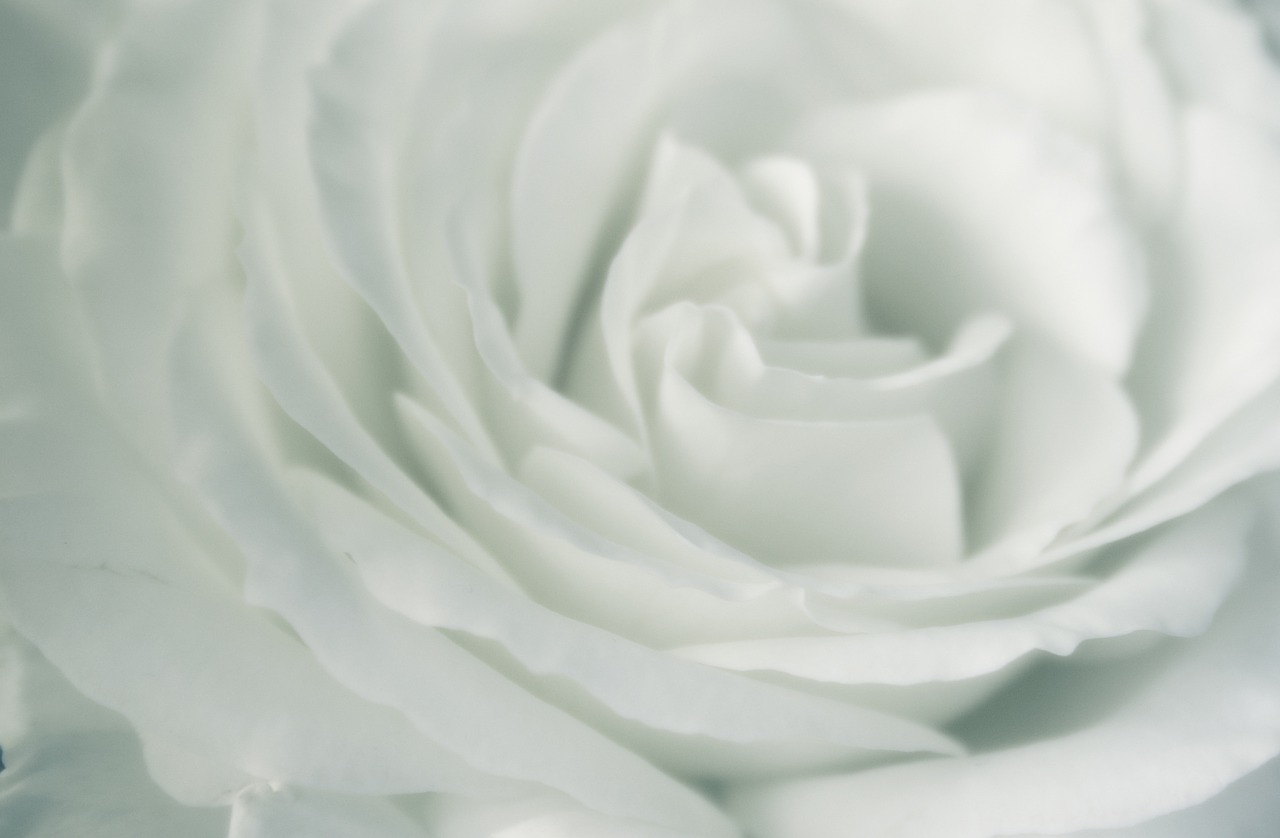 Rožė, Balta, Balta Rožė, Gėlė, Romantika, Meilė, Augalas, Romantiškas, Gėlių, Žiedlapis