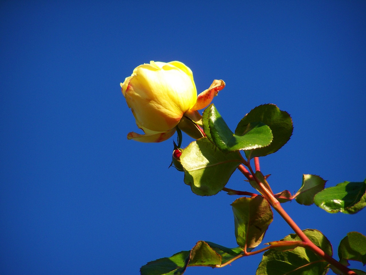 Rožė, Geltonos Rožės, Mėlynas Dangus, Nemokamos Nuotraukos,  Nemokama Licenzija