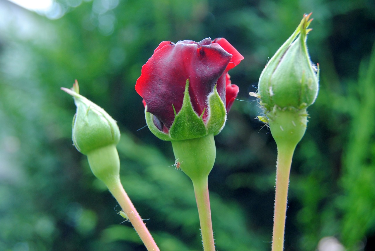 Rožė, Gėlė, Uždaryti, Raudona Roze, Aphid, Nemokamos Nuotraukos,  Nemokama Licenzija