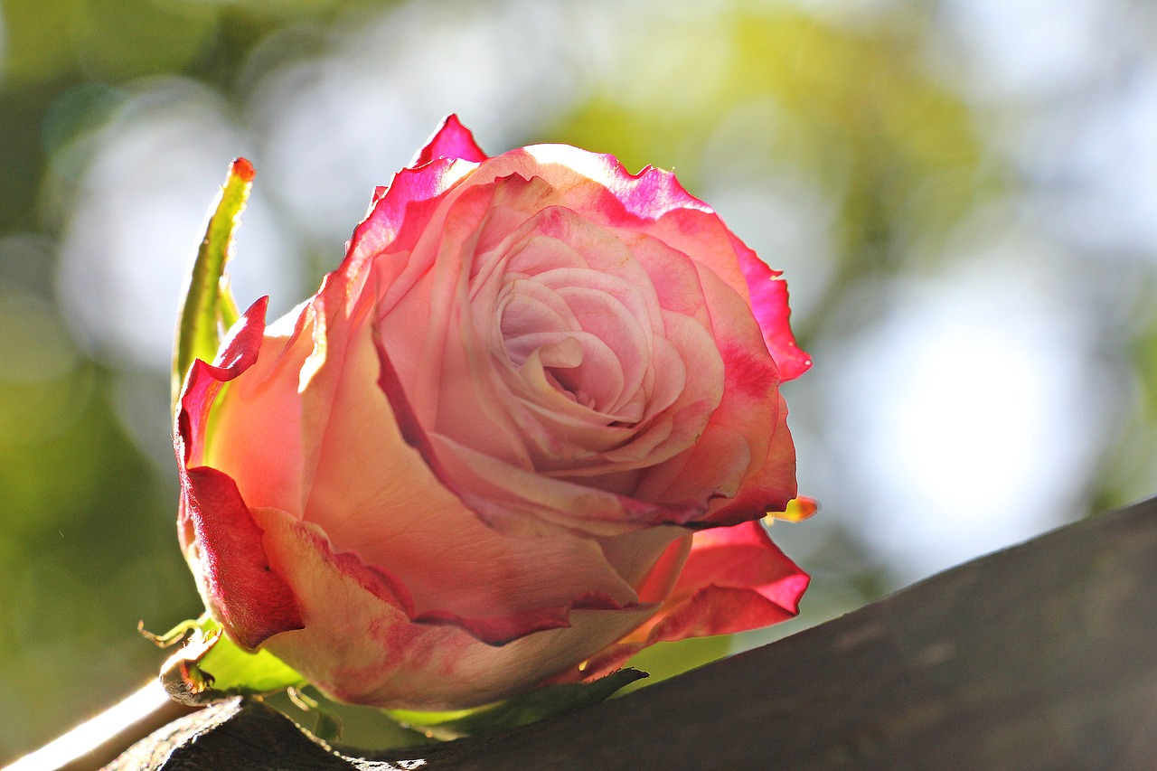 Rožė, Kultūra Pakilo, Floribunda, Rožinis, Balta, Rožinė Balta, Rožinė Balta Rožė, Žiedas, Žydėti, Gėlė