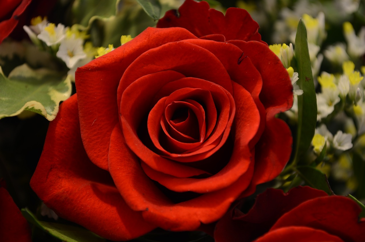 Rožė, Valentino Diena, Meilė, Romantika, Raudona, Raudona Roze, Žiedas, Žydėti, Rožių Žydėjimas, Emocija