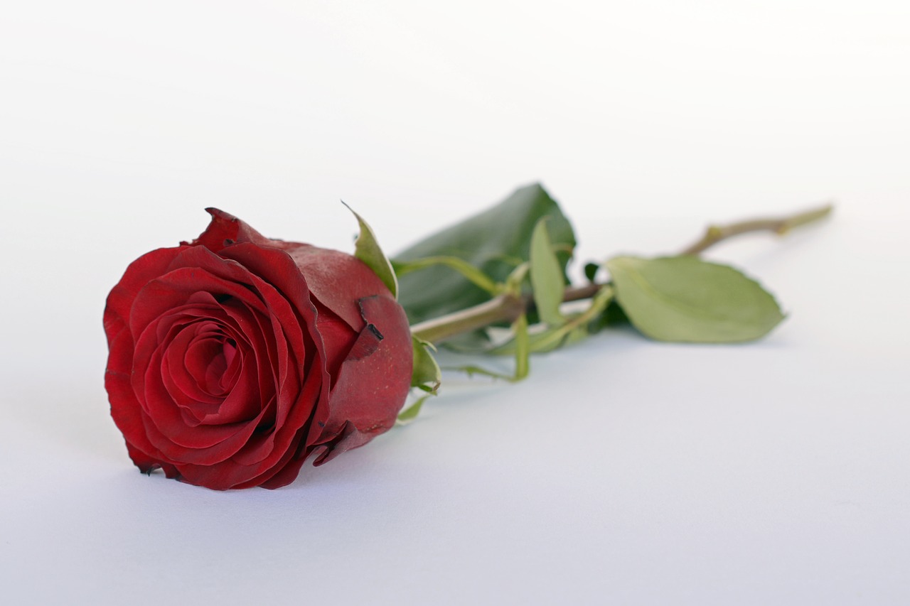 Rožė, Raudona, Rožė, Romantika, Romantiškas, Meilė, Žiedas, Žydėti, Gėlės, Valentino Diena