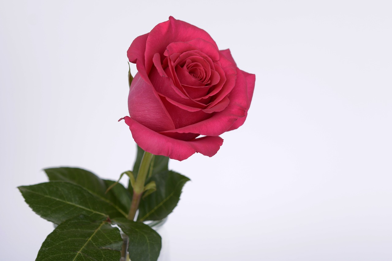 Rožė, Rožinis, Rožė, Romantika, Meilė, Žiedas, Žydėti, Gėlės, Valentino Diena, Vestuvių Dieną