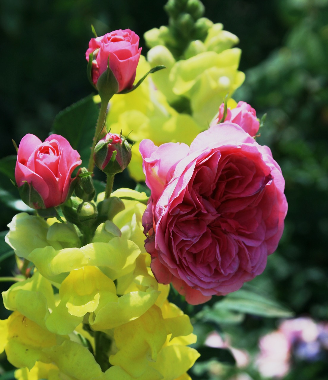 Rožė, Gėlė, Žydėti, Senamadiškas, Dvigubos Rožės, Snapdragon, Geltonieji Pumpurai, Sodas, Nemokamos Nuotraukos,  Nemokama Licenzija