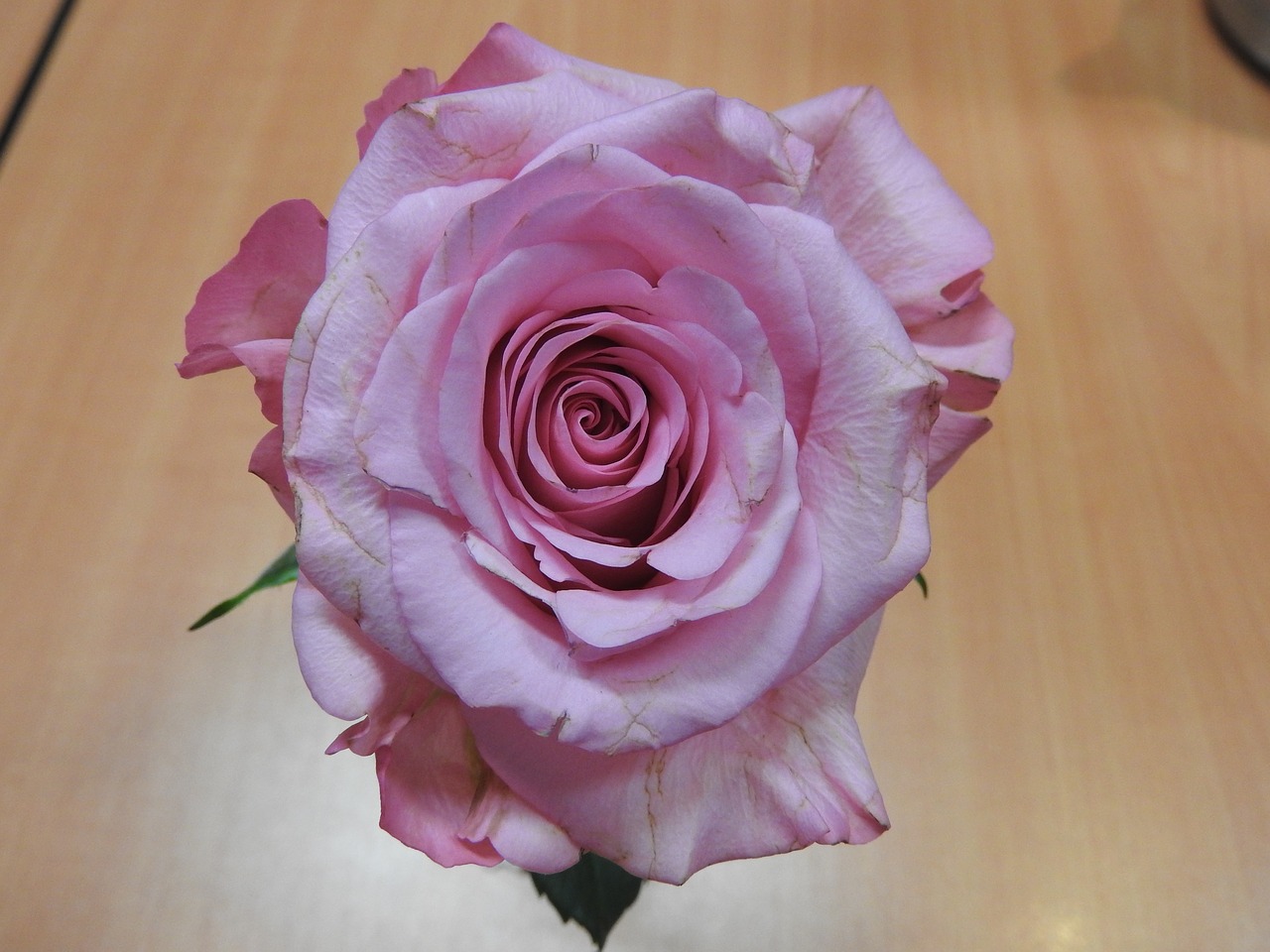 Rožė, Gėlė, Žiedas, Romantiškas, Valentine, Nemokamos Nuotraukos,  Nemokama Licenzija