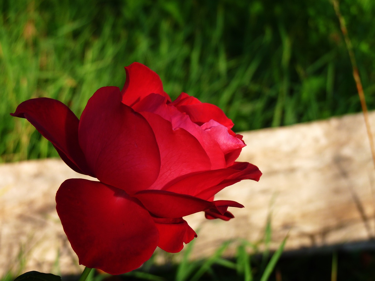 Rožė, Gėlė, Gamta, Makro, Žiedlapiai, Žiedlapis Rožių, Rosa, Augalas, Raudona, Nemokamos Nuotraukos