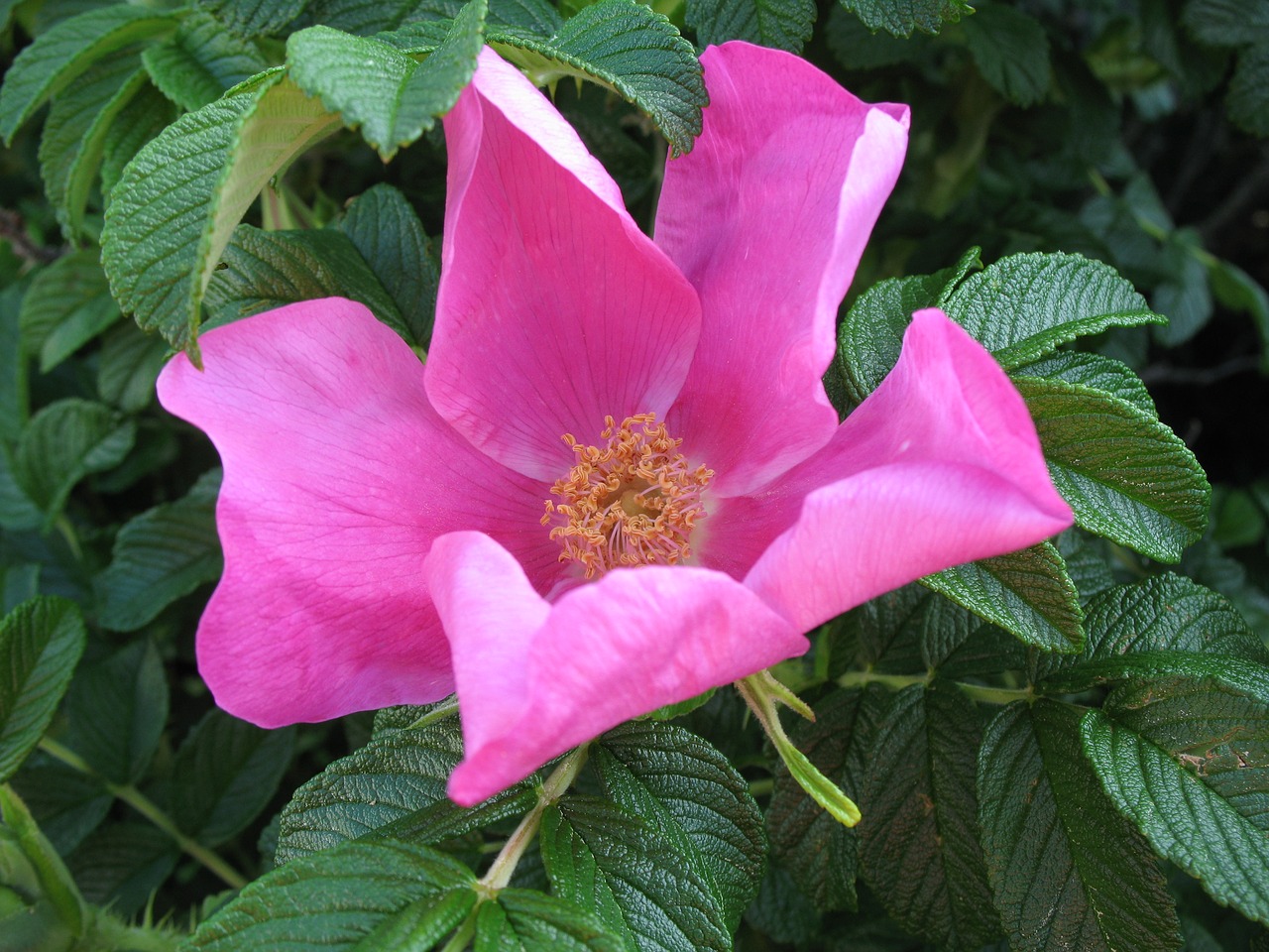 Rožė, Laukiniai, Papludimys, Gėlė, Gėlių, Wildflower, Vasara, Pajūryje, Gamta, Žiedas