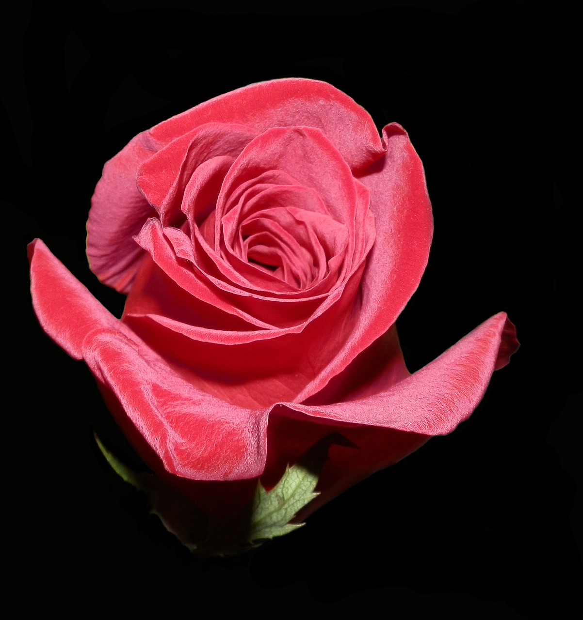 Rožė, Valentine, Raudona, Meilė, Romantiškas, Žiedlapis, Žiedas, Gėlių, Kortelė, Romantika