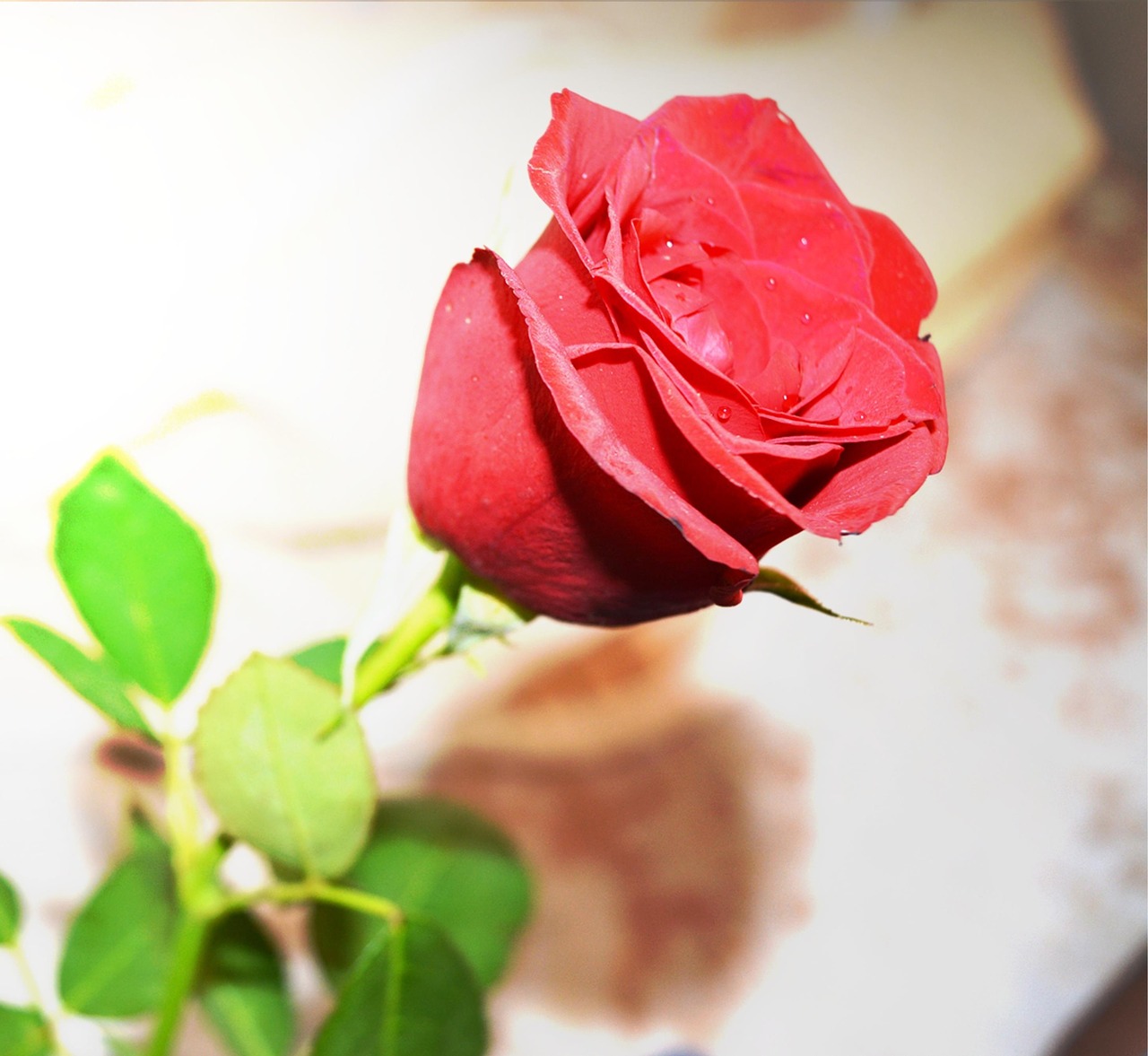 Rožė, Gėlė, Raudona, Nemokamos Nuotraukos,  Nemokama Licenzija