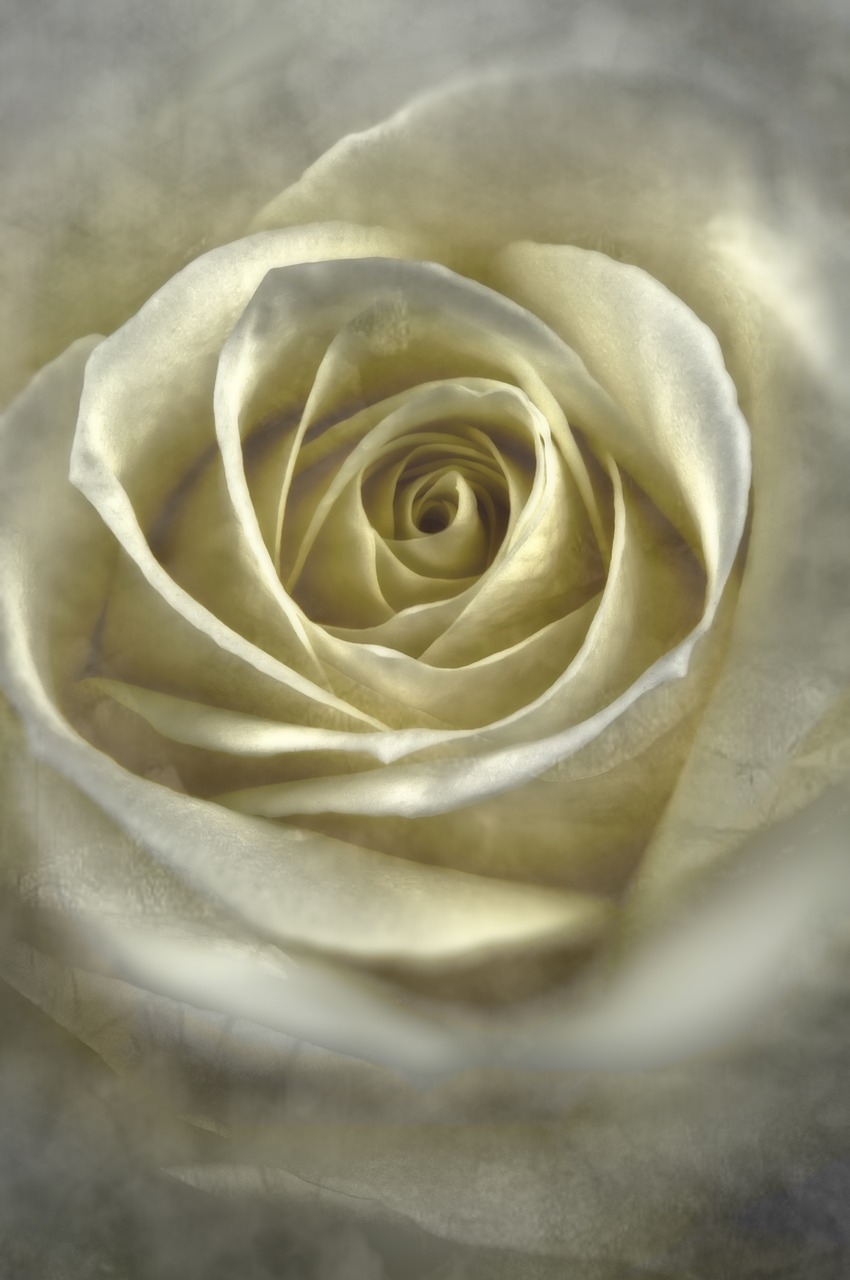 Rožė, Balta, Gėlė, Meilė, Balta Rožė, Gėlių, Romantiškas, Vestuvės, Elegantiškas, Apdaila