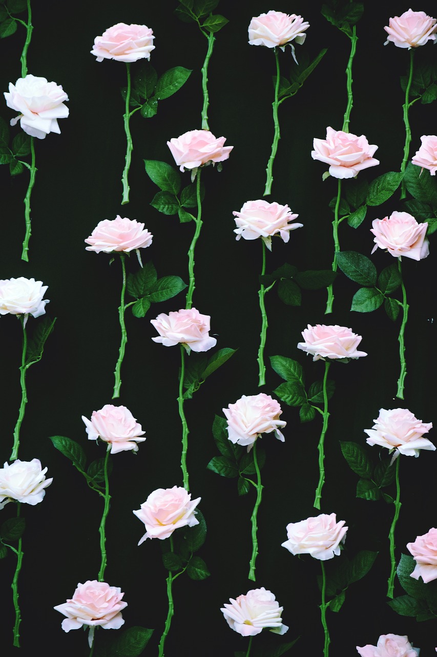 Rožė, Gėlė, Rožinės Rožės, Nemokamos Nuotraukos,  Nemokama Licenzija