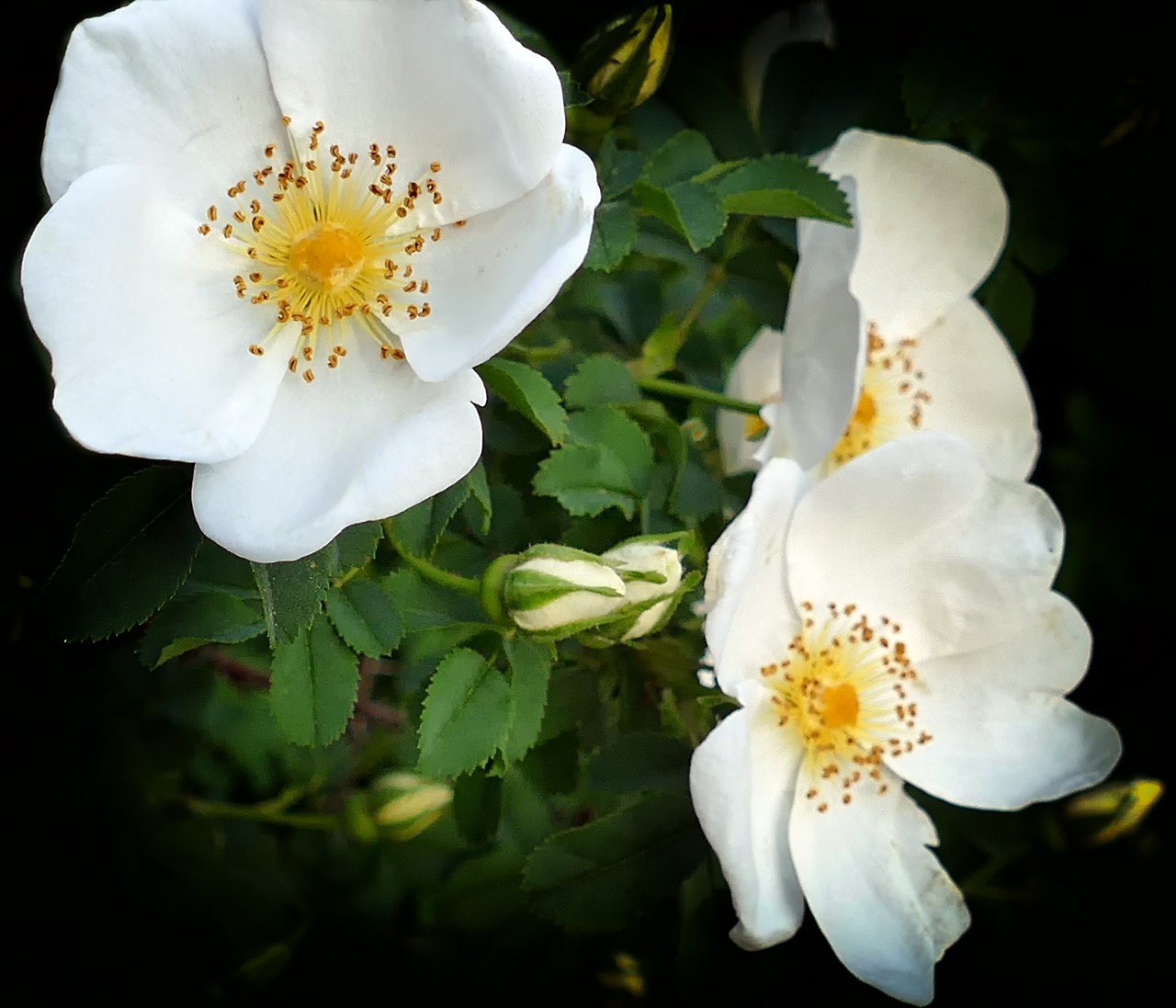 Rožė, Baltasis Šuo Rožė, Gėlės, Budas, Gėlė, Nemokamos Nuotraukos,  Nemokama Licenzija