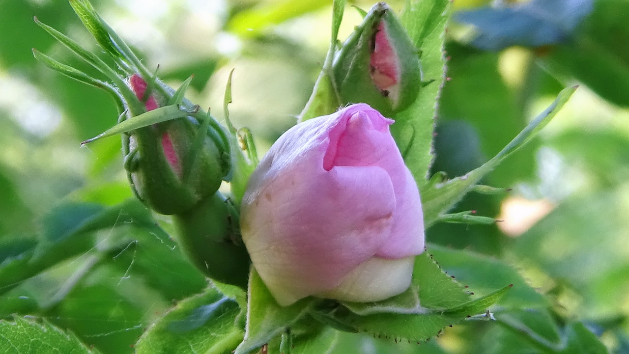 Rožė, Pumpurai, Rožinis, Gėlė, Nemokamos Nuotraukos,  Nemokama Licenzija