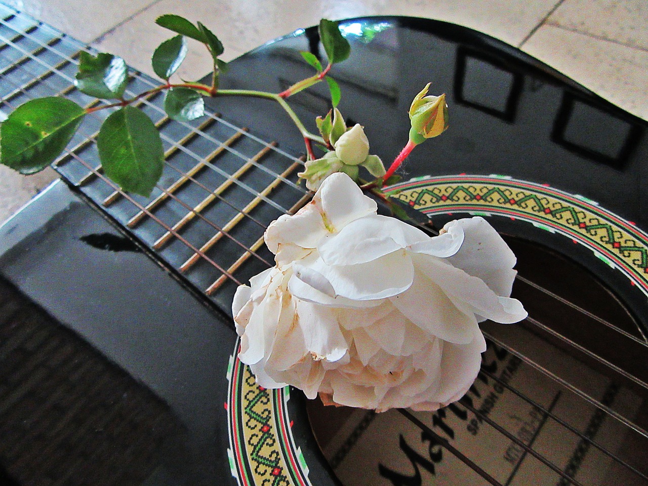 Rožė, Balta Rožė, Gitara, Muzika, Muzikinis Instrumentas, Gamta, Stygos, Garso Dėžutė, Pavasaris, Gėlė