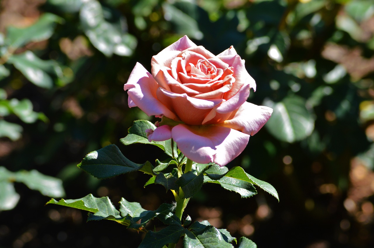 Rožė, Chicago Botanikos Sodai, Gėlės, Gamta, Rožinis, Nemokamos Nuotraukos,  Nemokama Licenzija