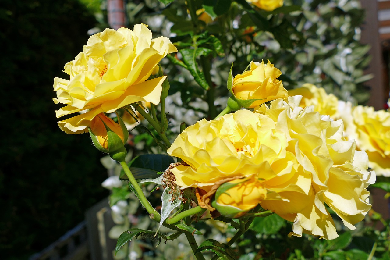 Rožė, Flora, Sodas, Žiedas, Žydėti, Gėlė, Gamta, Geltona Gėlė, Vasara, Augalas