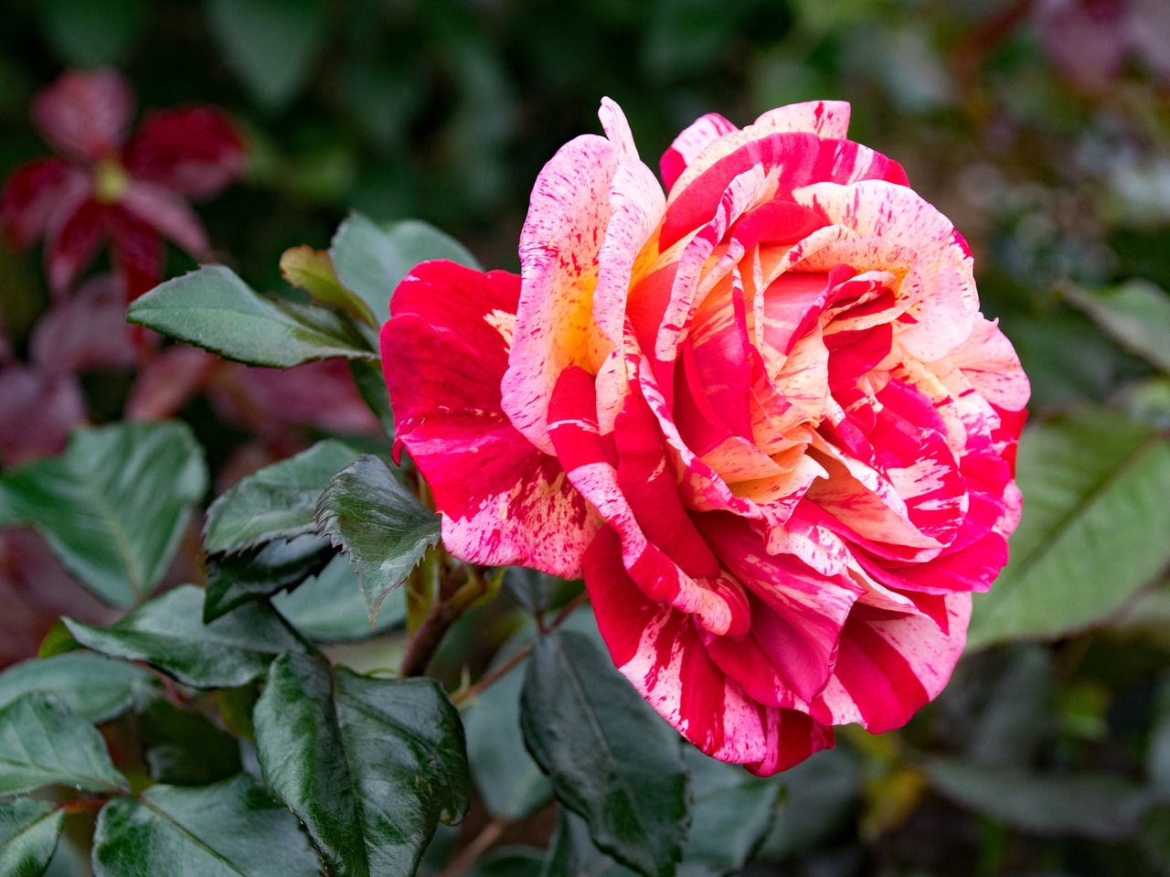 Rožė, Brocéliande, Floribunda, Gėlės, Raudona, Balta, Geltona, Žiedas, Žydėti, Gamta