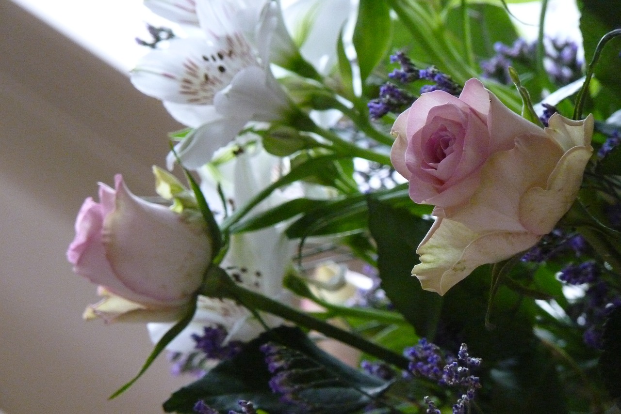 Rožė, Fotografija, Gėlės, Nemokamos Nuotraukos,  Nemokama Licenzija